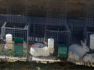 Rabbits and cages