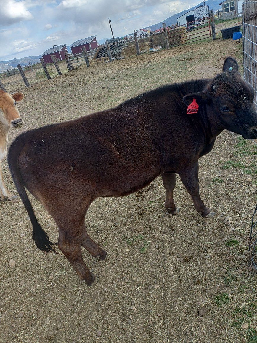beef dairy cross steer