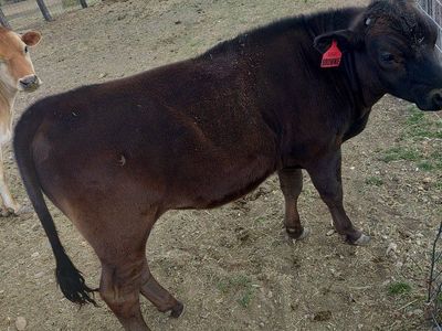 beef dairy cross steer