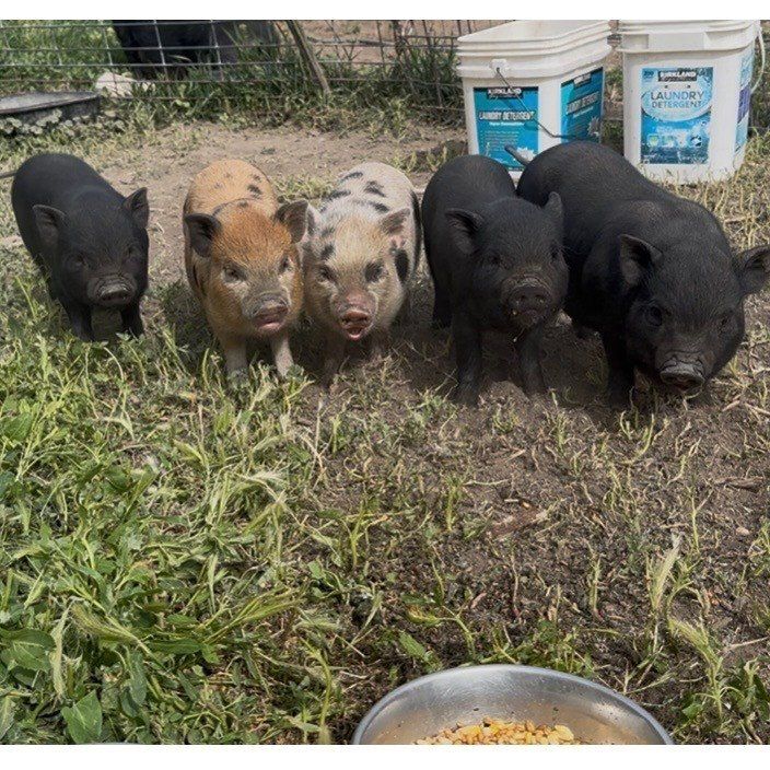 Mini Pig Piglets! Potbelly/Juliana Cross