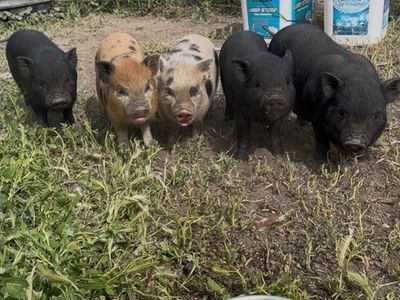 Mini Pig Piglets! Potbelly/Juliana Cross