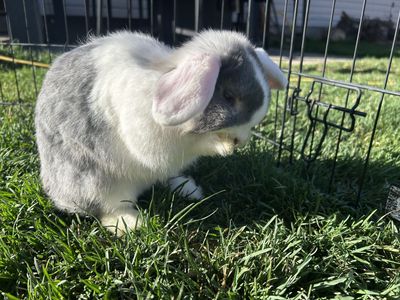 Adorable Holland Lop Doe – Sweet & Gentle