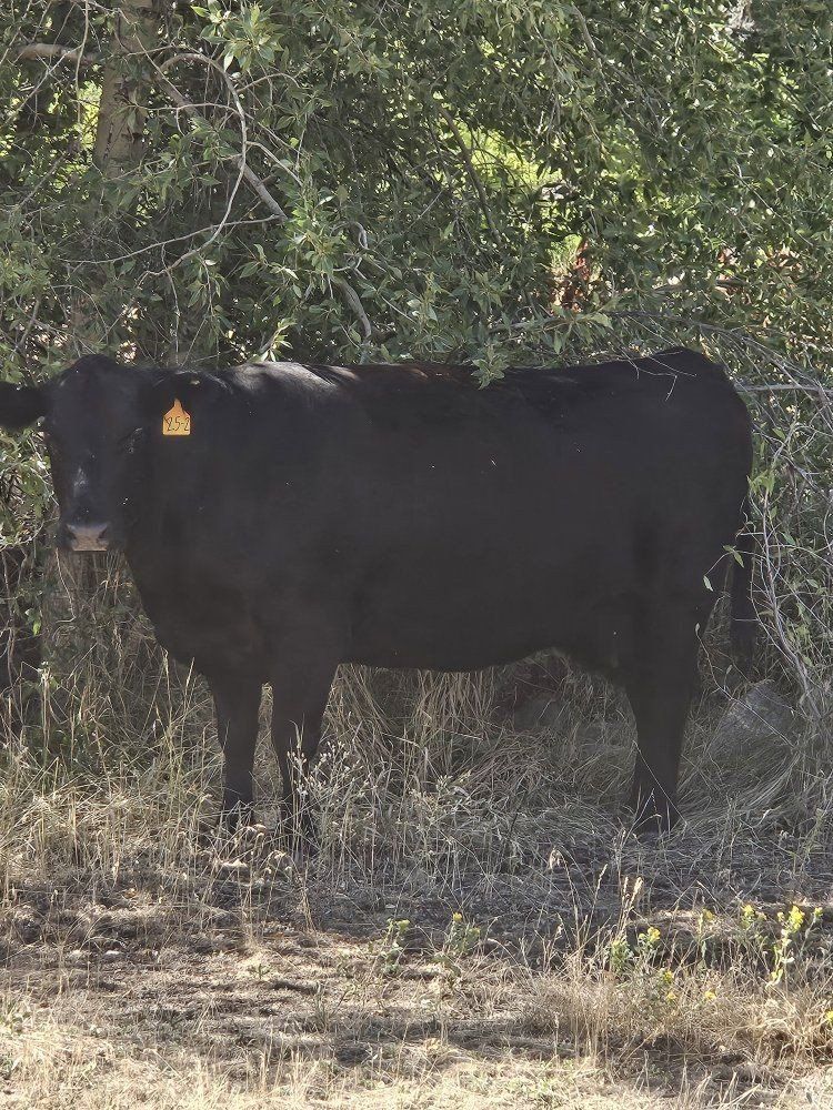 Two Open Black Angus Cows $2800 each.
