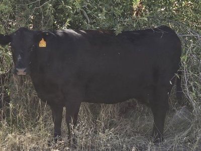 Two Open Black Angus Cows $2800 each.