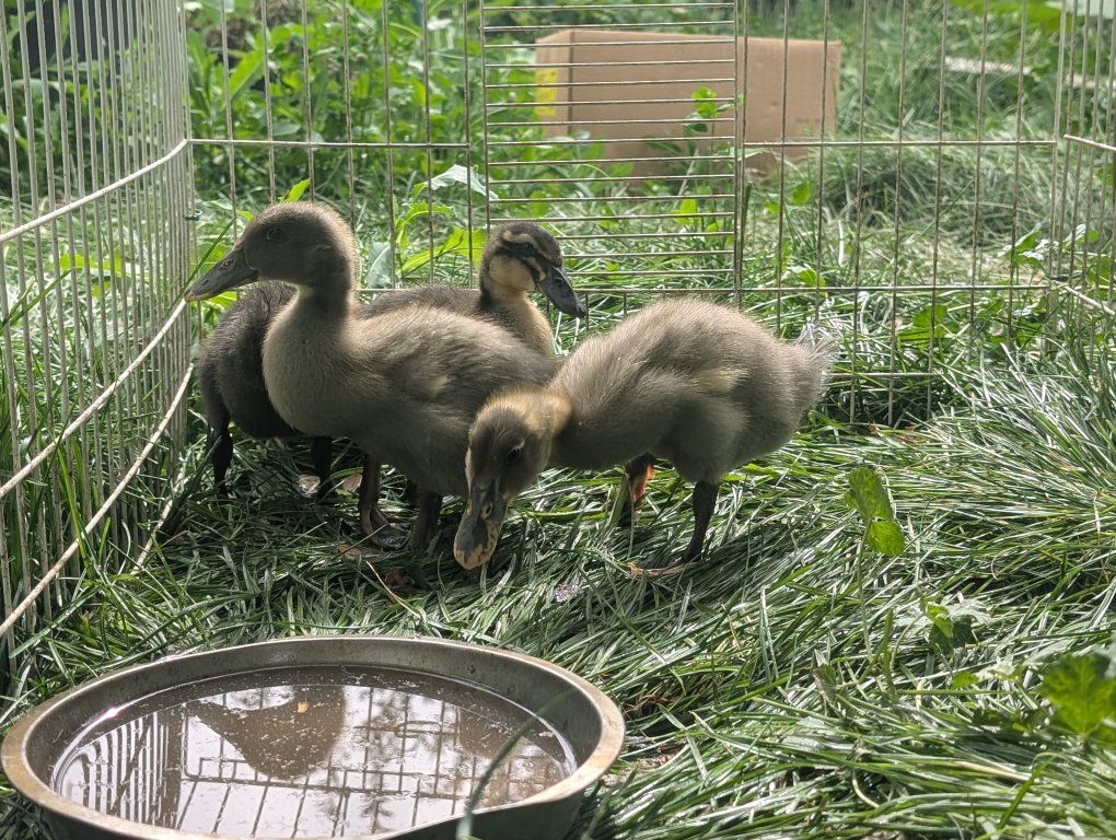 Adorable Ducklings - Group of 4 Young Ducks Ready for a New Home