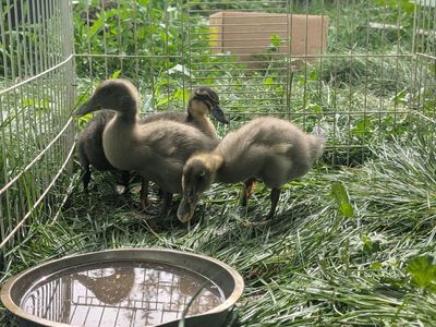Adorable Ducklings - Group of 4 Young Ducks Ready for a New Home