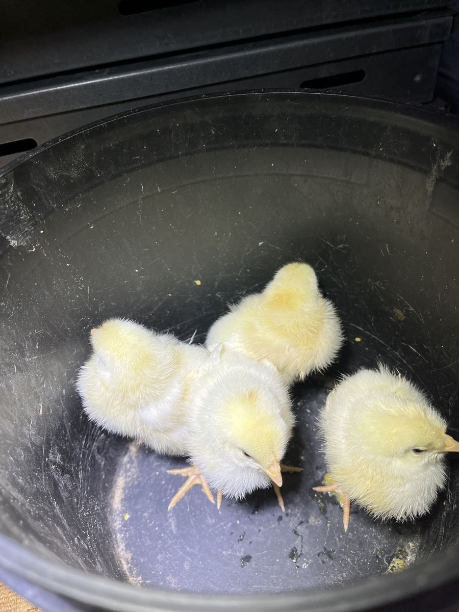 Leghorn Pullets