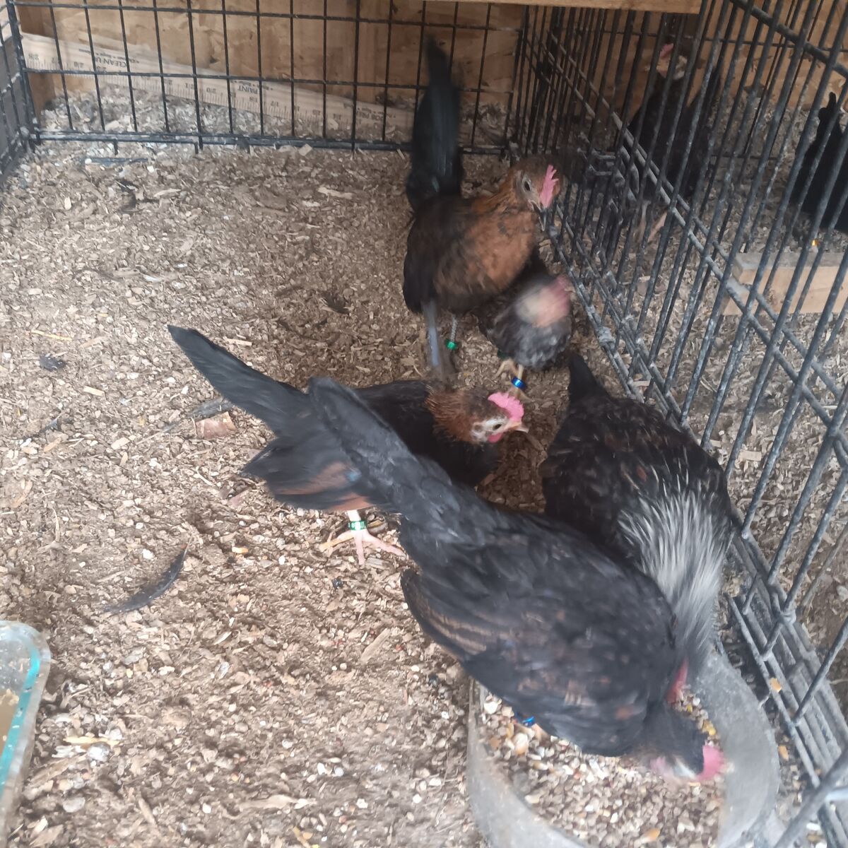 AZTECAS ive got some really nice young Azteca roosters. Selling cheap need the cage space. 15 each 1 hen 20