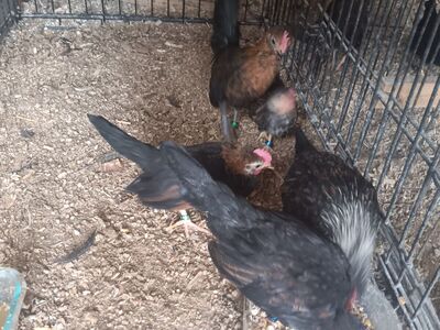 AZTECAS ive got some really nice young Azteca roosters. Selling cheap need the cage space. 15 each 1 hen 20