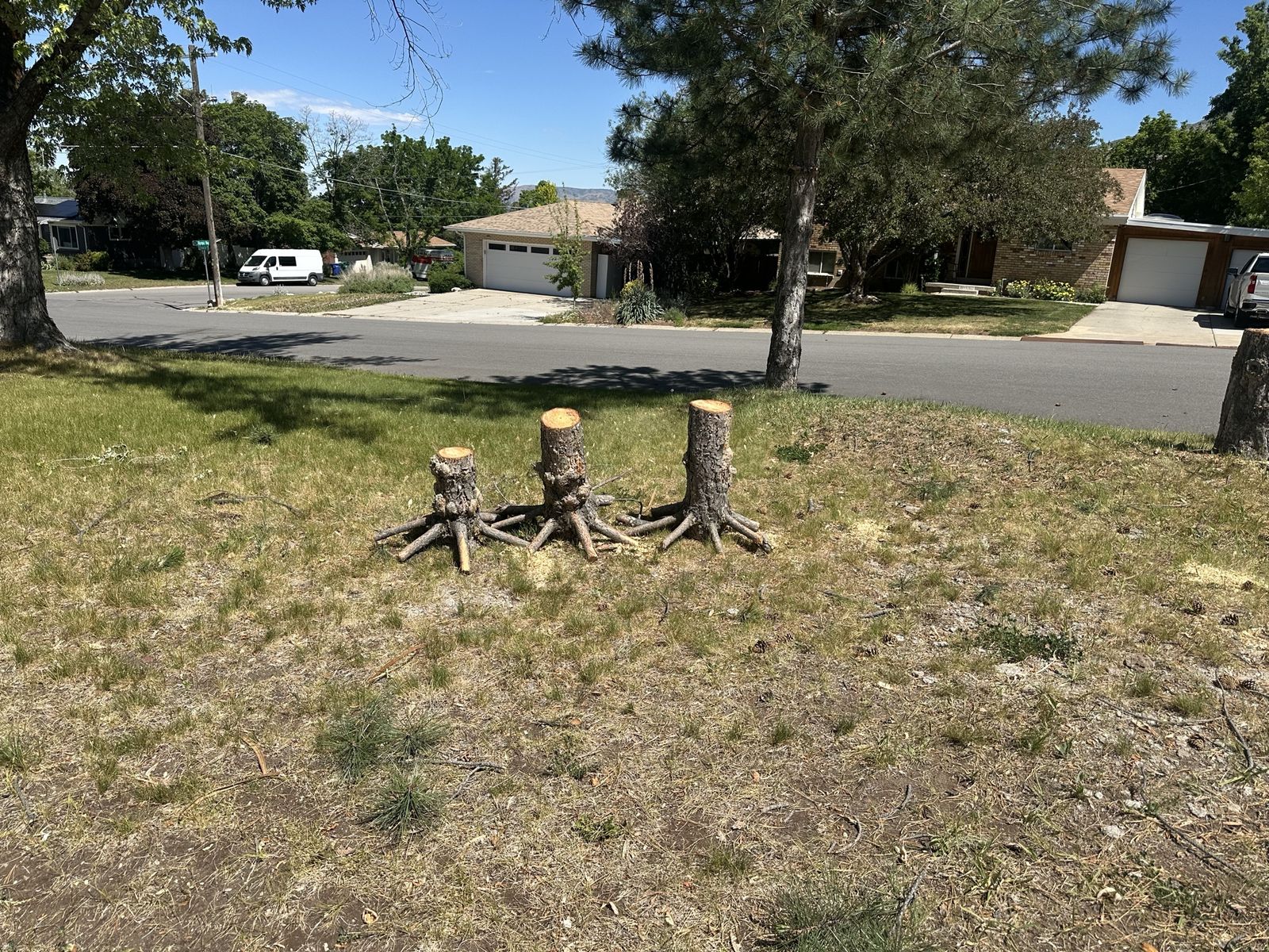 Free firewood
