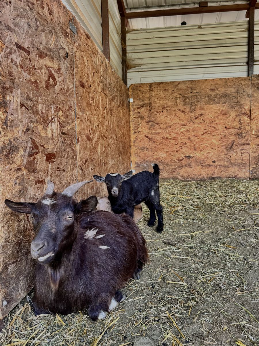 Fainting Doe Goat Available – Faith| Maple Creek Farm
