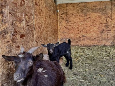 Fainting Doe Goat Available – Faith| Maple Creek Farm