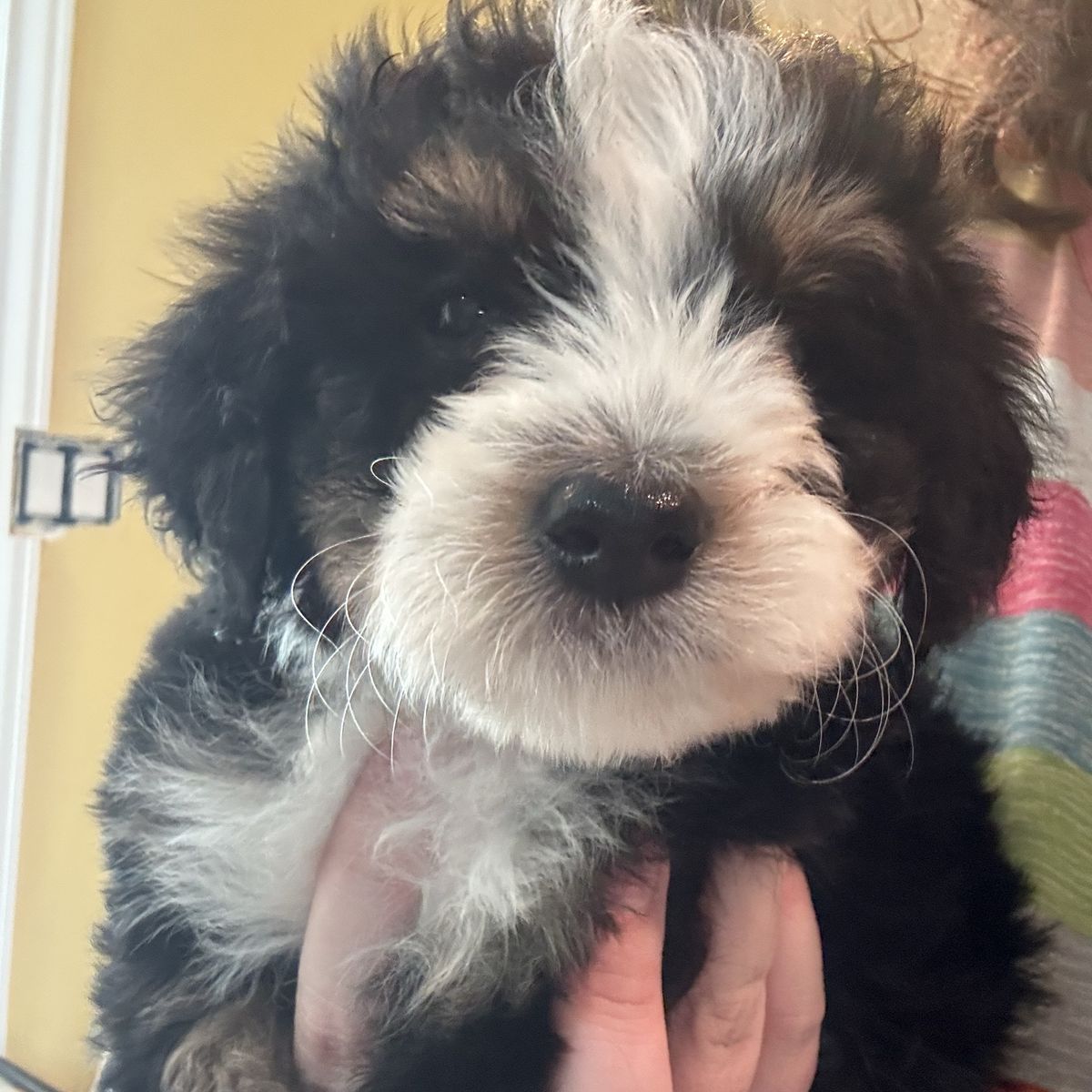 Mini Bernedoodles (25-30 Lbs Full Grown)