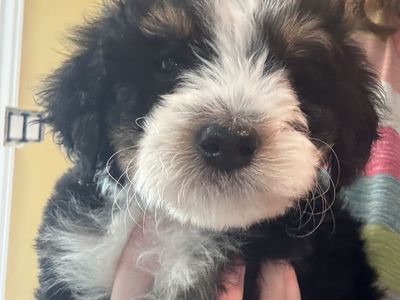 Mini Bernedoodles (25-30 Lbs Full Grown)