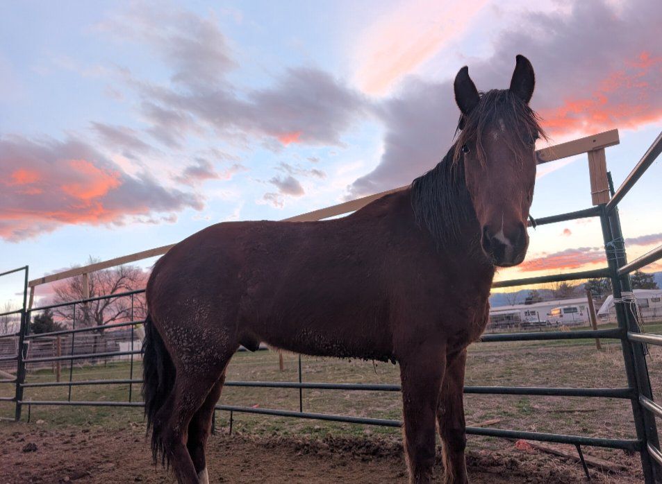 Garth – 6-Year-Old Shawave Mountain Mustang Gelding