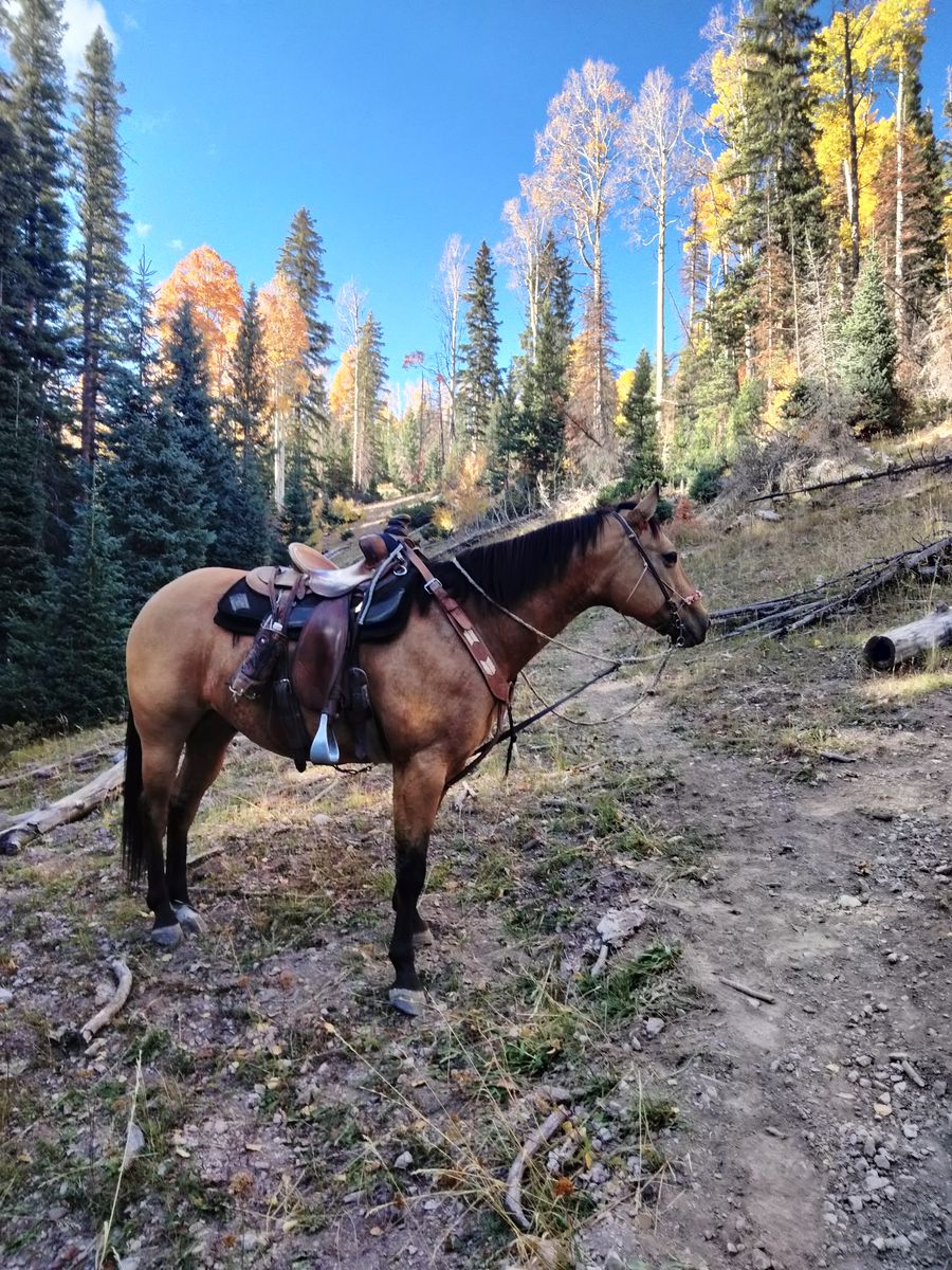 Buckskin