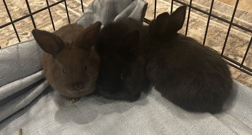 Bunny - Rabbit - Lop