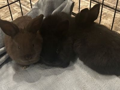 Bunny - Rabbit - Lop