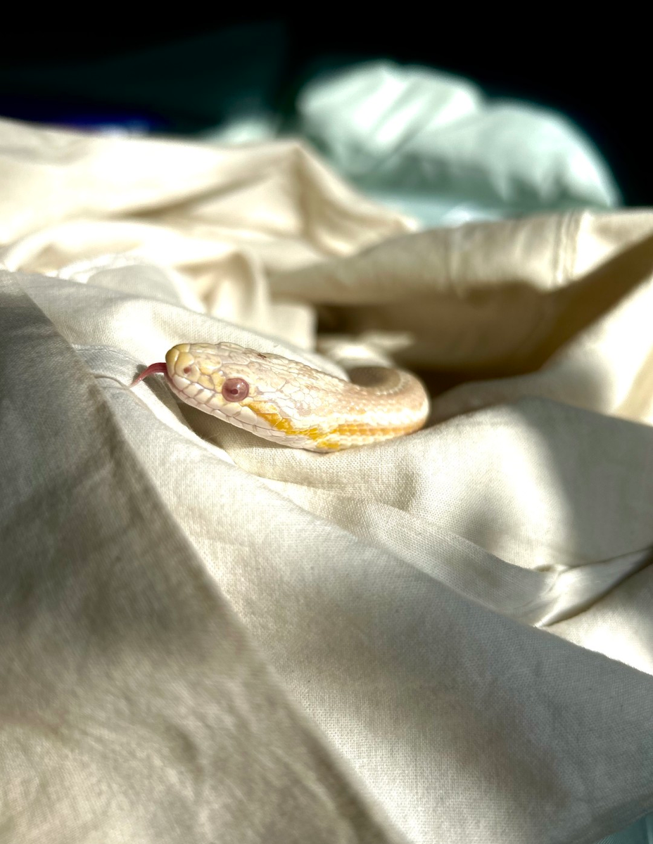 Adult Tessera Corn Snake