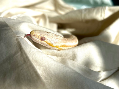 Adult Tessera Corn Snake
