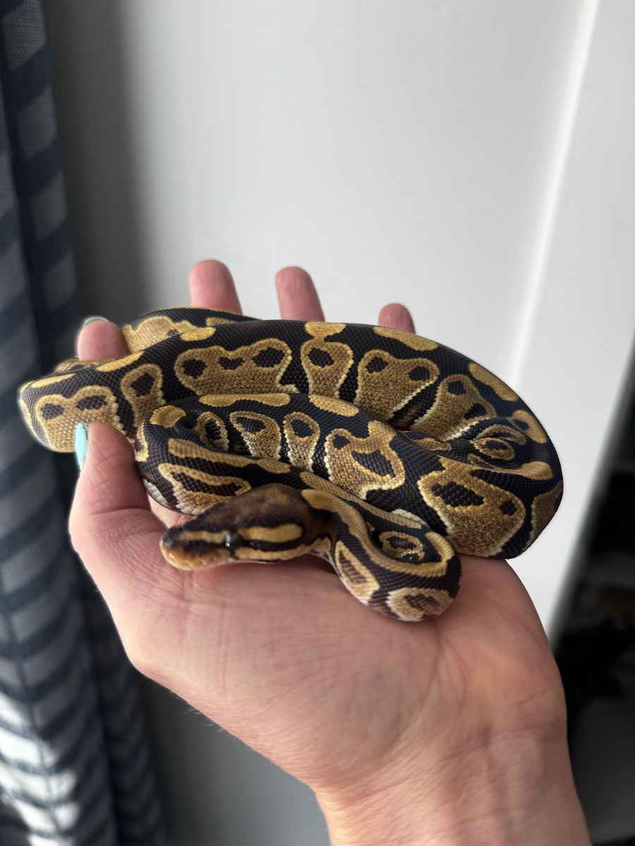 Vanilla Mojave Ball Python