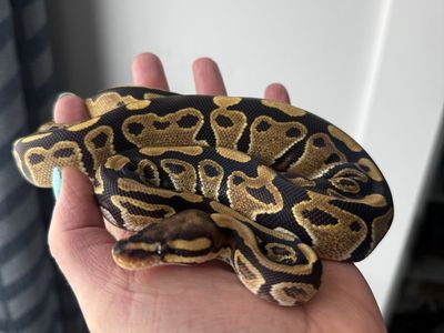 Vanilla Mojave Ball Python