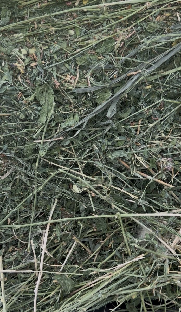 Small bales - Hay  Cow Goat