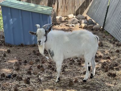Fainting Goat Buck