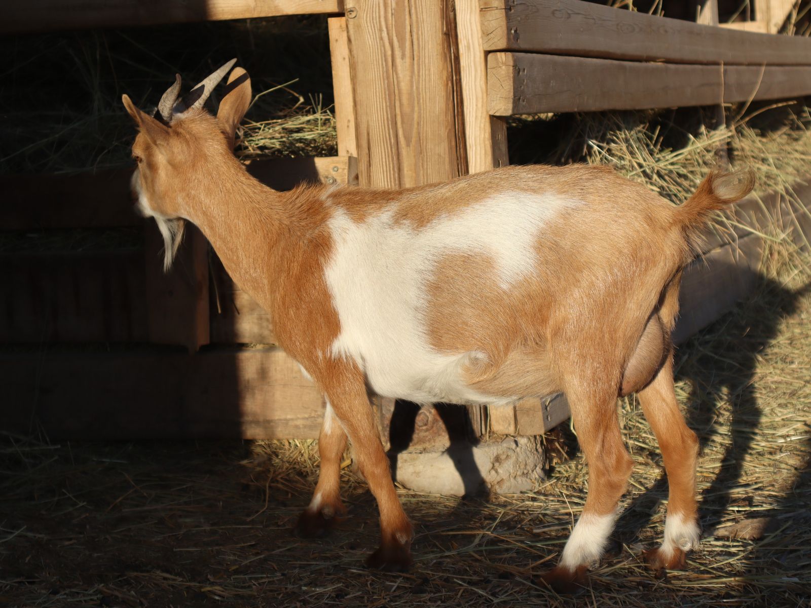 Nigerian Dwarf Does