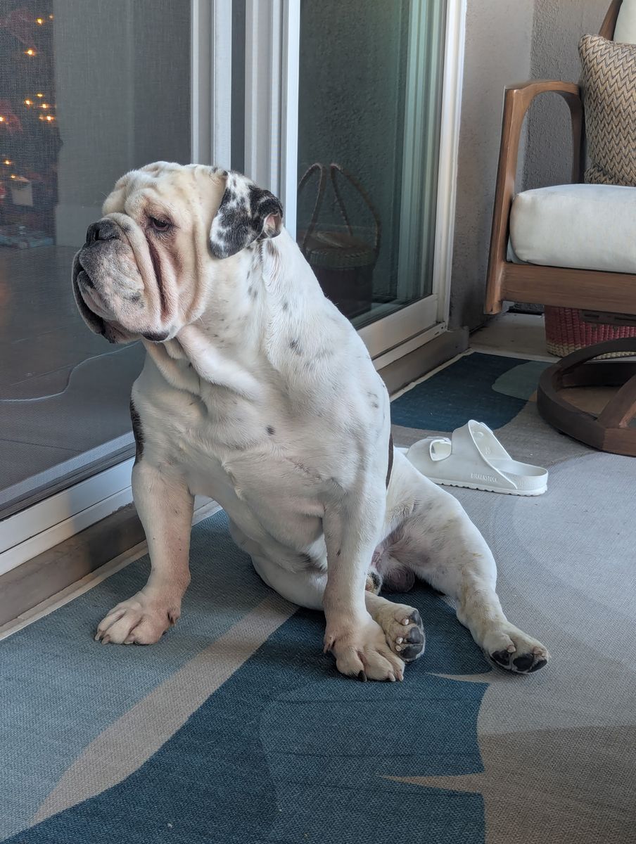 English Bulldog needs loving home