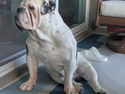 English Bulldog needs loving home