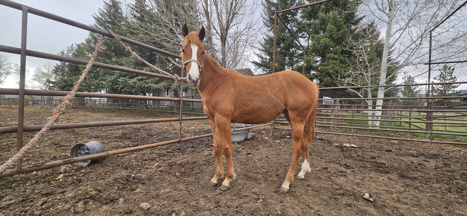 AQHA Yearling Filly