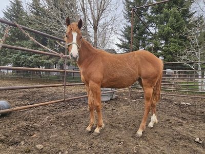 AQHA Yearling Filly