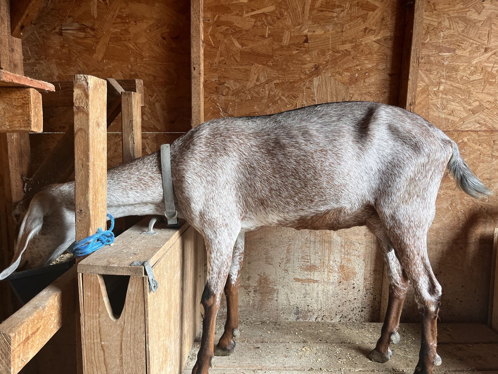 Purebread Nubian Doe in milk