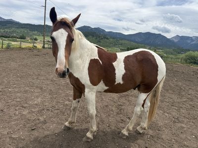 2 yr old draft cross gelding