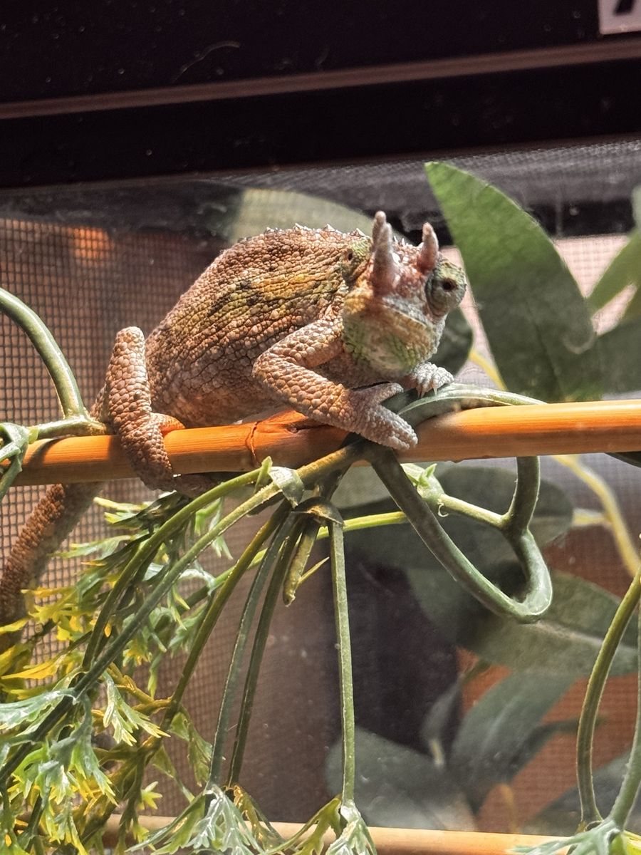 Juvenile Rainbow Jackson's Chameleon