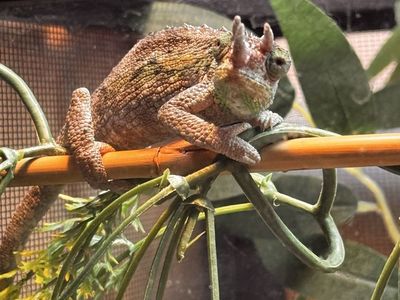 Juvenile Rainbow Jackson's Chameleon