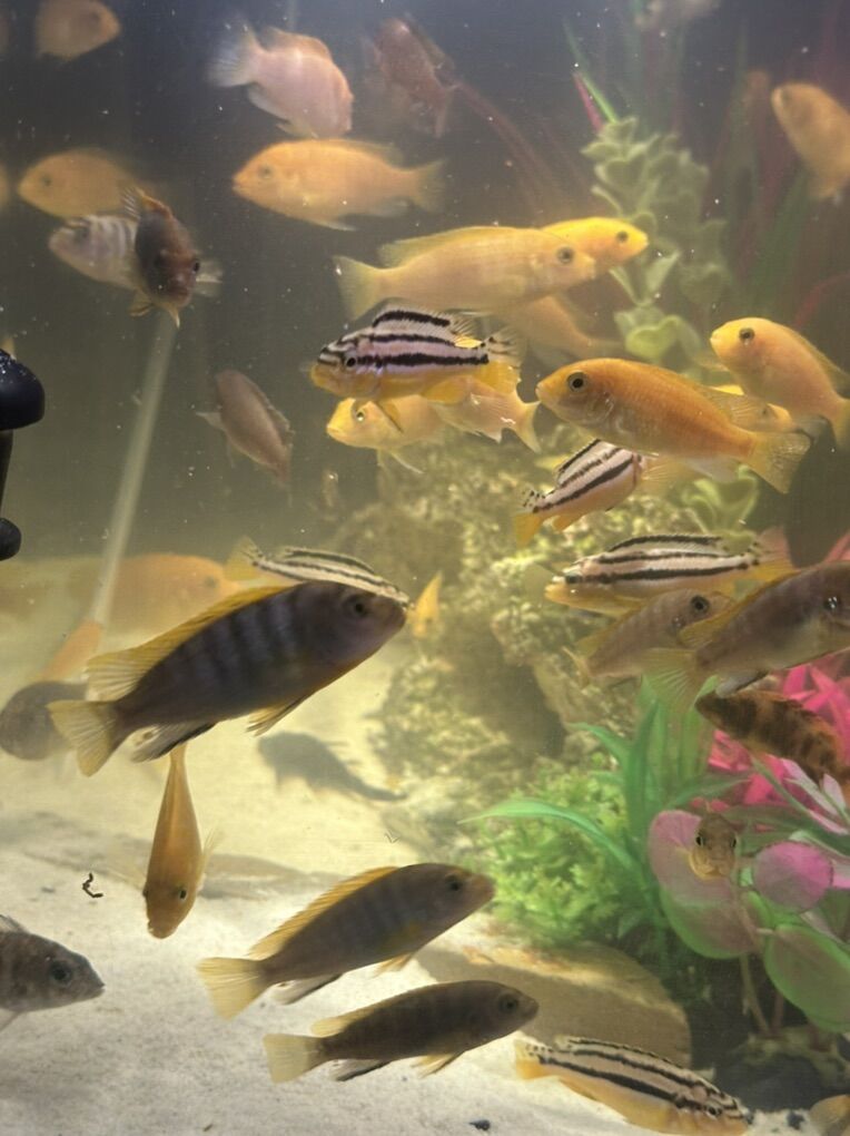 Malawi Cichlids $3