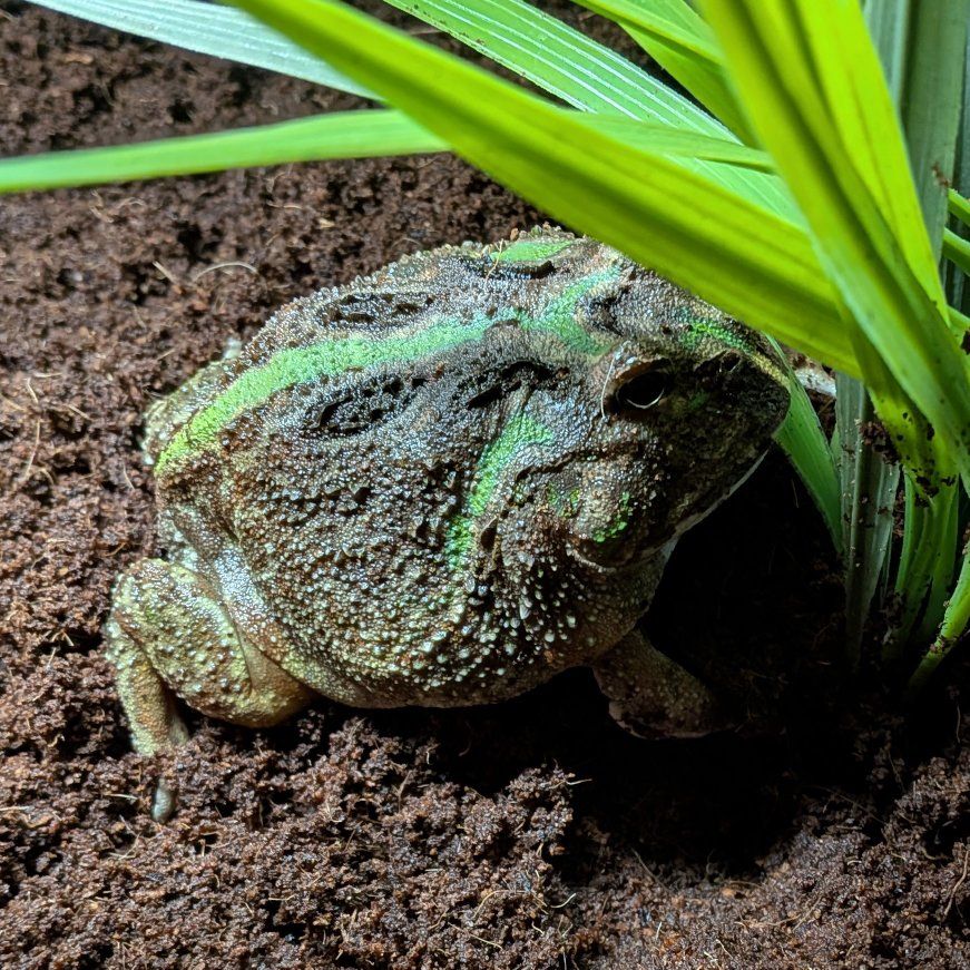Pac-Man frog and setup