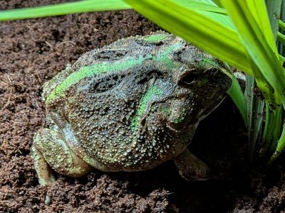 Pac-Man frog and setup