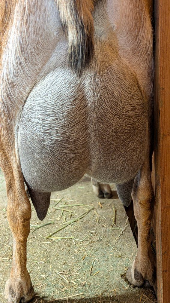 Registered Nubian in milk
