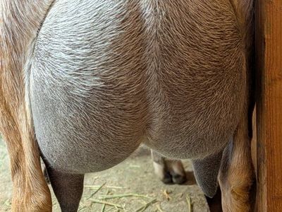 Registered Nubian in milk