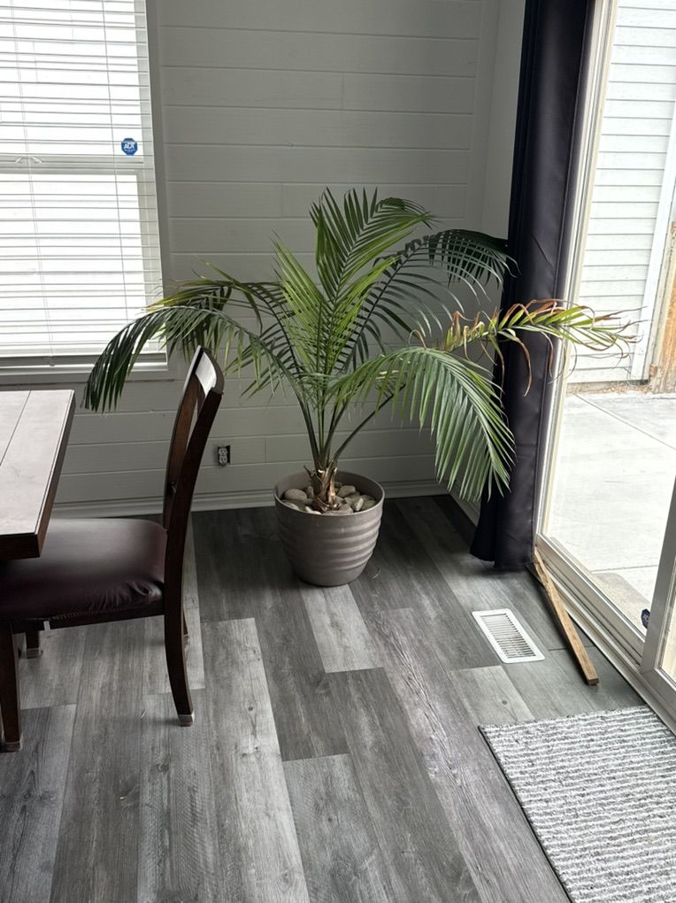 Palm Plant
