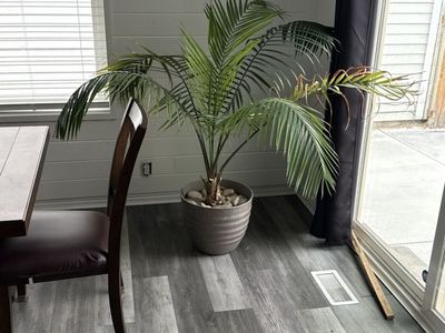 Palm Plant