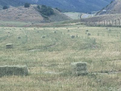 Horse Hay