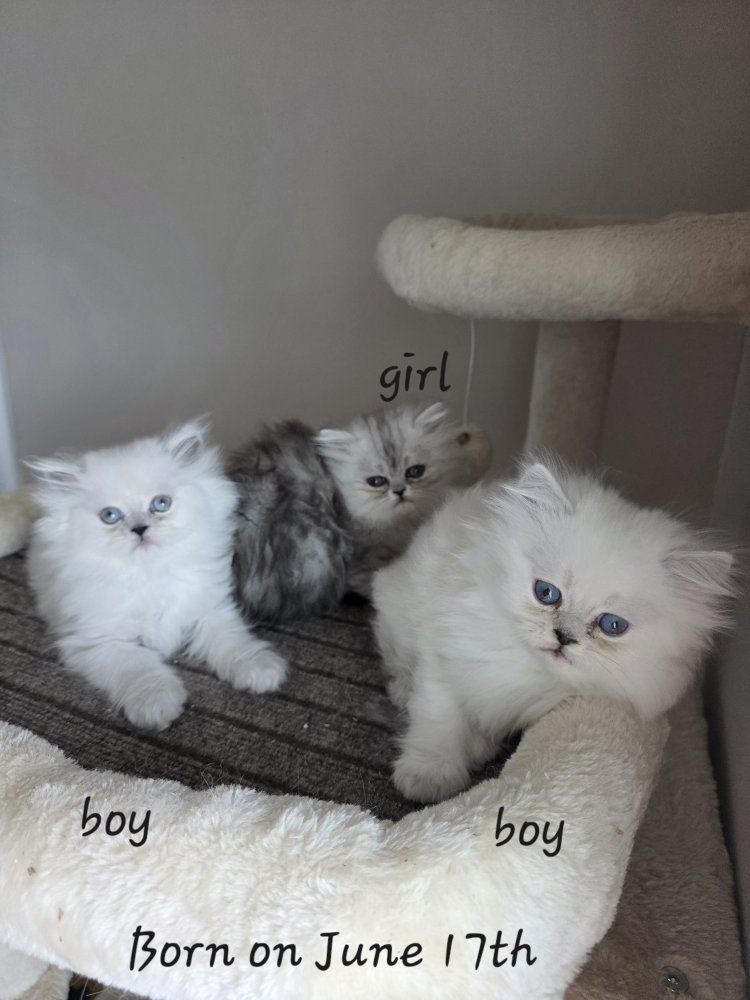 Purebred Persian kittens! (8 weeks old)