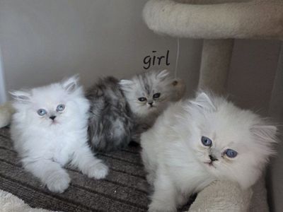 Purebred Persian kittens! (8 weeks old)
