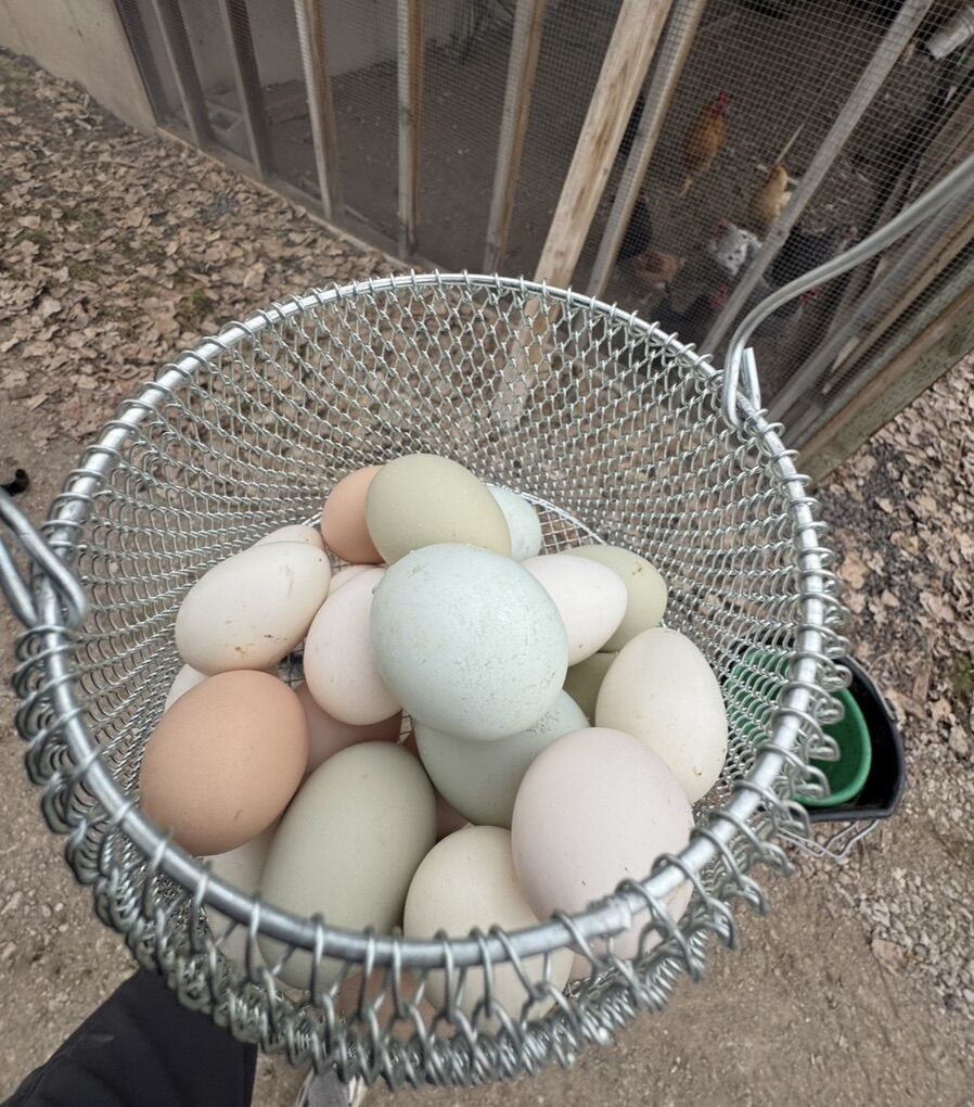 3 Hens And 1 Rooster