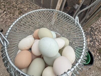 3 Hens And 1 Rooster