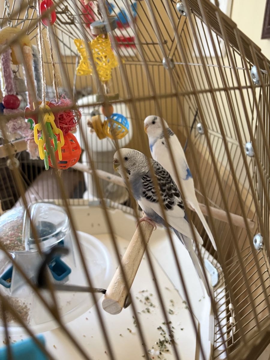 Two Lovely Sister Parakeets And A Great Cage